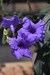 Mayan Purple Mexican Petunia (Ruellia simplex 'Mayan Purple') at Stonegate Gardens
