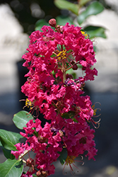 Country Red Crapemyrtle (Lagerstroemia 'Country Red') at Stonegate Gardens