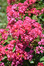 Petite Embers Crapemyrtle (Lagerstroemia indica 'Moners') at Stonegate Gardens
