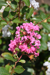 Petite Pinkie Crapemyrtle (Lagerstroemia indica 'Monkie') at Stonegate Gardens