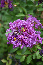 Royalty Crapemyrtle (Lagerstroemia indica 'Royalty') at Lakeshore Garden Centres