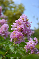 Basham's Party Pink Crapemyrtle (Lagerstroemia 'Basham's Party Pink') at Stonegate Gardens