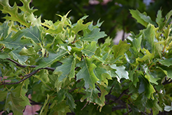 Southern Red Oak (Quercus falcata) at A Very Successful Garden Center