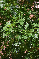 Nuttall Oak (Quercus nuttallii) at Stonegate Gardens