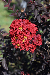 Delta Flame Crapemyrtle (Lagerstroemia indica 'Delec') at Stonegate Gardens