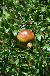 Pomegranate (Punica granatum) at Stonegate Gardens