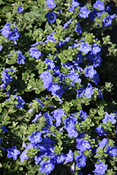 Blue My Mind Morning Glory (Evolvulus 'USEVO1201') at Lakeshore Garden Centres