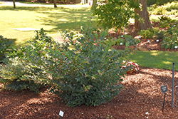 Linebacker Evergreen Distylium (Distylium 'PIIDIST-IV') at Stonegate Gardens
