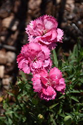 Sunflor Abby Carnation (Dianthus caryophyllus 'Sunflor Abby') at Lakeshore Garden Centres