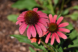 SunSeekers Coral Coneflower (Echinacea 'SunSeekers Coral') at Lakeshore Garden Centres