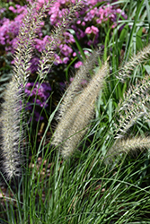 Fuzzy Fountain Grass (Pennisetum setaceum 'Fuzzy') at A Very Successful Garden Center