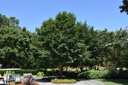 Triumph Elm (Ulmus 'Morton Glossy') at Lakeshore Garden Centres