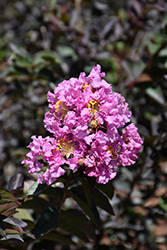 Delta Eclipse Crapemyrtle (Lagerstroemia indica 'Deleb') at Stonegate Gardens