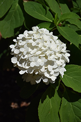 White Wedding Hydrangea (Hydrangea paniculata 'LeeP1') at Stonegate Gardens