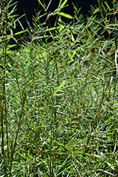 Hedge Bamboo (Bambusa glaucescens) at A Very Successful Garden Center