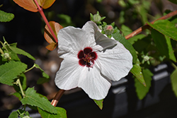 Brazilian Rock Rose (Pavonia braziliensis) at A Very Successful Garden Center