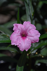 Mayan Pink Mexican Petunia (Ruellia simplex 'Mayan Pink') at Stonegate Gardens
