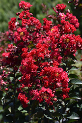Princess Zoey Crapemyrtle (Lagerstroemia 'GA 0702') at Stonegate Gardens