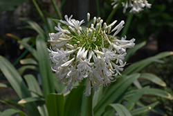 White African Lily (Agapanthus africanus 'Albus') at Stonegate Gardens
