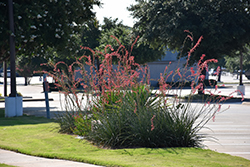 Red Yucca (Hesperaloe parviflora) at Wallitsch Nursery And Garden Center