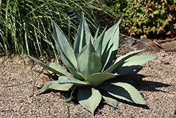 Vanzie Whale's Tongue Agave (Agave ovatifolia 'Vanzie') at Stonegate Gardens