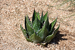 Baccarat Agave (Agave 'Baccarat') at Stonegate Gardens