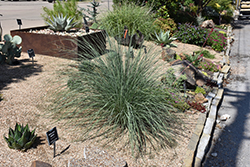 Little Bluestem (Schizachyrium scoparium) at Lakeshore Garden Centres