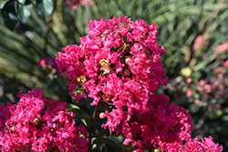 Princess Kylie Crapemyrtle (Lagerstroemia 'GA 0803') at Stonegate Gardens