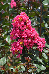Pink Velour Crapemyrtle (Lagerstroemia indica 'Whit III') at Stonegate Gardens