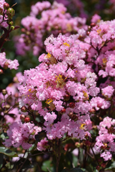 Rhapsody In Pink Crapemyrtle (Lagerstroemia indica 'Whit VIII') at Stonegate Gardens