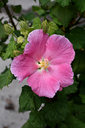 Pink Confederate Rose (Hibiscus mutabilis 'Rosea') at Stonegate Gardens