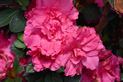 Bloom-A-Thon Pink Double Azalea (Rhododendron 'RLH1-2P8') at Stonegate Gardens