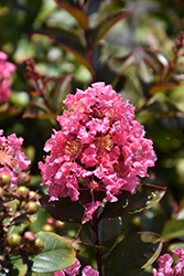Coral Magic Crapemyrtle (Lagerstroemia 'Coral Magic') at Lakeshore Garden Centres