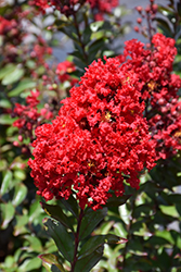 Red Magic Crapemyrtle (Lagerstroemia 'PIILAG-VI') at Stonegate Gardens