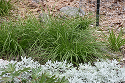 Appalachian Sedge (Carex appalachica) at A Very Successful Garden Center