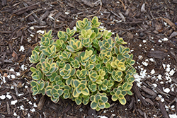Lime Twister Stonecrop (Sedum 'Lime Twister') at Stonegate Gardens