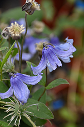 Stand By Me Bush Clematis (Clematis 'Stand By Me') at Stonegate Gardens