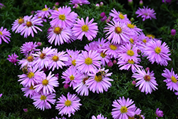 Woods Pink Aster (Symphyotrichum 'Woods Pink') at Stonegate Gardens