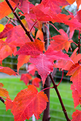 Prairie Rouge Red Maple (Acer rubrum 'Jefrouge') at Stonegate Gardens