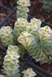 Variegated String Of Buttons (Crassula perforata 'Variegata') at A Very Successful Garden Center