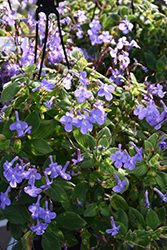 Concord Blue Cape Primrose (Streptocarpus saxorum 'Concord Blue') at Stonegate Gardens
