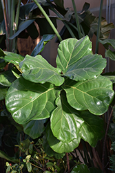 Fiddle Leaf Fig (Ficus lyrata) at Stonegate Gardens