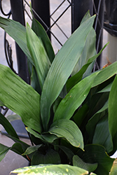 Cast Iron Plant (Aspidistra elatior) at Lakeshore Garden Centres