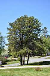 Jack Pine (Pinus banksiana) at Stonegate Gardens