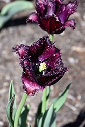 Black Parrot Tulip (Tulipa 'Black Parrot') at Stonegate Gardens