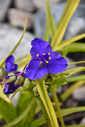 Sweet Kate Spiderwort (Tradescantia x andersoniana 'Sweet Kate') at A Very Successful Garden Center