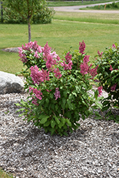 Pinktini Lilac (Syringa x prestoniae 'Jeftin') at Stonegate Gardens