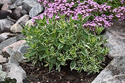 Cool Splash Bush Honeysuckle (Diervilla sessilifolia 'LPDC Podaras') at Lakeshore Garden Centres