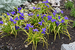 Sweet Kate Spiderwort (Tradescantia x andersoniana 'Sweet Kate') at The Mustard Seed