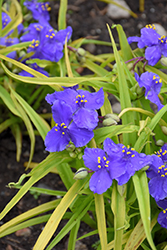 Sweet Kate Spiderwort (Tradescantia x andersoniana 'Sweet Kate') at Lakeshore Garden Centres